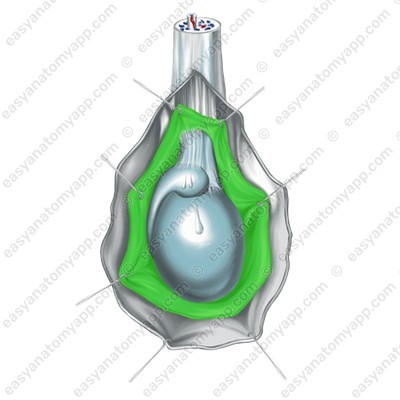 Влагалищная оболочка яичка (tunica vaginalis testis)