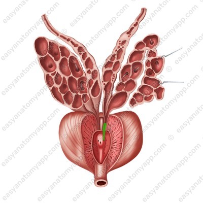 Семявыбрасывающий проток (ductus ejaculatorius)