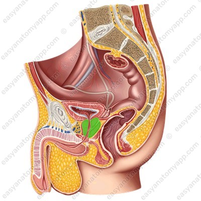 Предстательная железа (prostata)