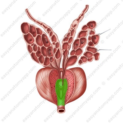 Мочеиспускательный канал (urethra)