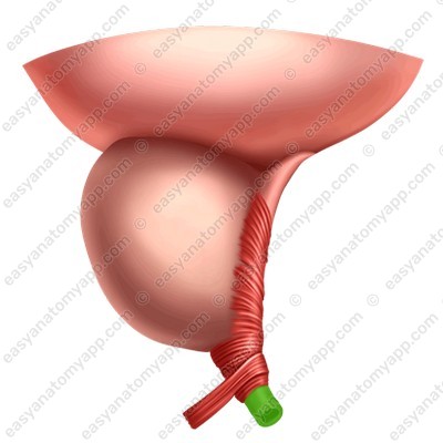Мочеиспускательный канал (urethra)