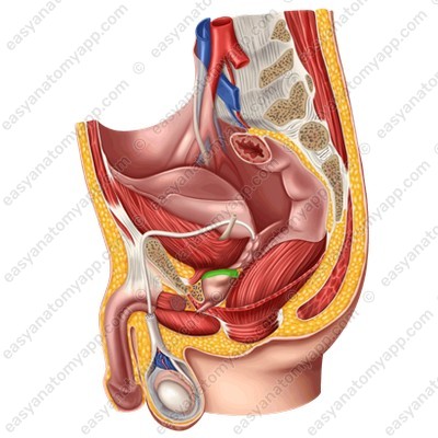 Основание предстательной железы (basis prostatae)