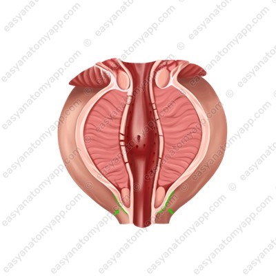 Верхушка предстательной железы (apex prostatae)