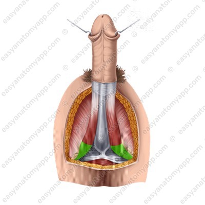 Корень полового члена (radix penis)