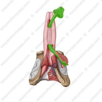 Губчатое тело (corpus spongiosum penis)