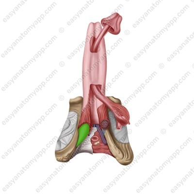 Ножки полового члена (crura penis)