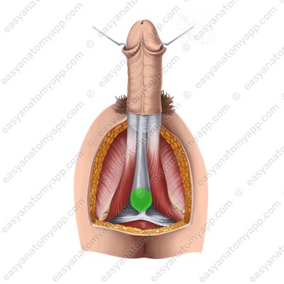 Луковица полового члена (bulbus penis)