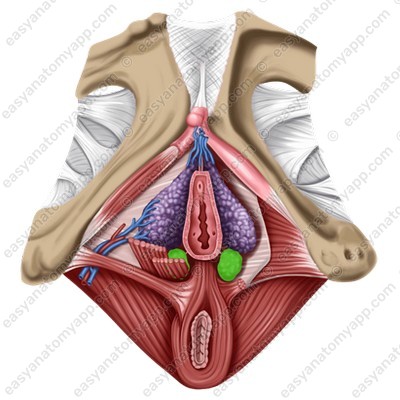 Большие железы преддверия (glandulae vestibulares majores)