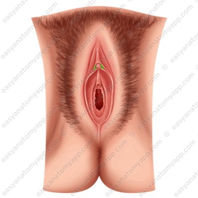 Уздечка клитора (frenulum clitoridis)