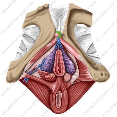 Тело клитора (corpus clitoridis)