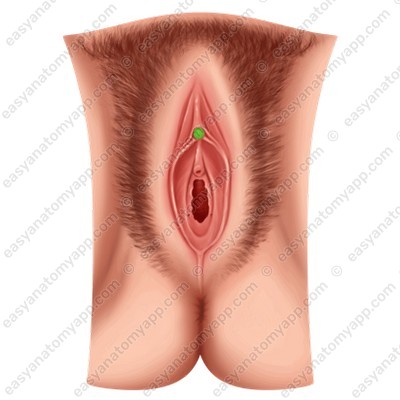 Головка клитора (glans clitoridis)