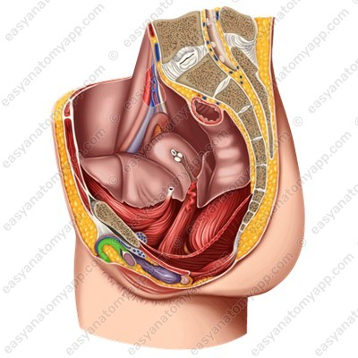 Фасция клитора (fascia clitoridis)