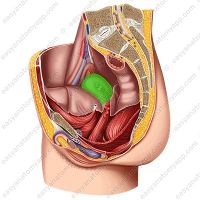 Матка (uterus)
