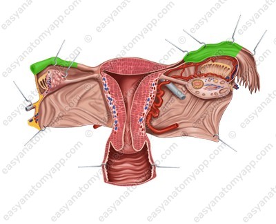 Ампула маточной трубы (ampulla tubae uterinae)
