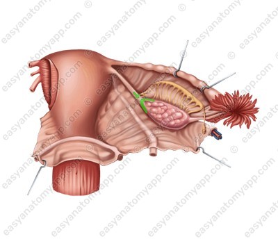 Маточный конец (extremitas uterina)