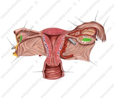 Мозговое вещество (medulla ovarii)