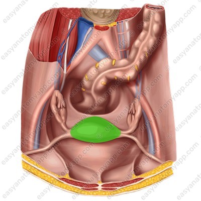 Дно матки (fundus uteri)