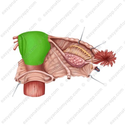 Тело матки (corpus uteri)