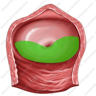 Задняя губа (labium posterius)