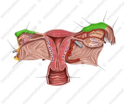 Ампула маточной трубы (ampulla tubae uterinae)