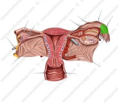 Воронка маточной трубы (infundibulum tubae uterinae)