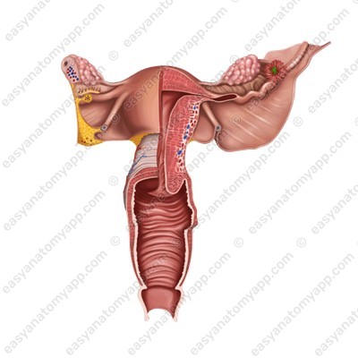 Брюшное отверстие маточной трубы (ostium abdominale tubae uterinae)