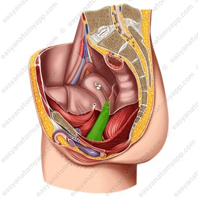Влагалище (vagina)