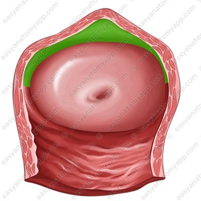 Передняя стенка (paries anterior)