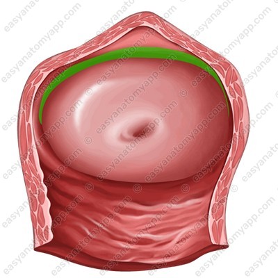 Передняя часть (pars anterior)
