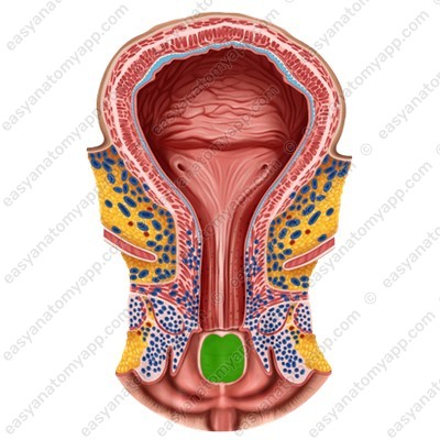 Отверстие влагалища (ostium vaginae)